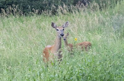 Whitetail Deer Fountain CO 2023